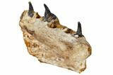 Cretaceous Crocodile Jaw Section With Composite Teeth #133346-3